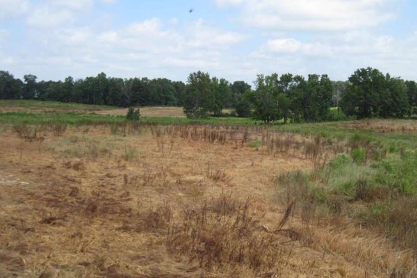 Chicken sludge creates disgusting smell despite new Alabama rules, neighbors say